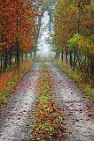 Autumn Farm Lane_08557